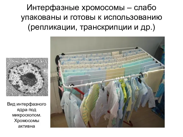 Интерфазные хромосомы – слабо упакованы и готовы к использованию (репликации, транскрипции