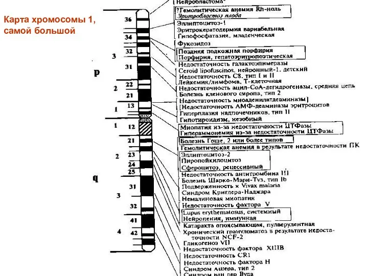 Карта хромосомы 1, самой большой