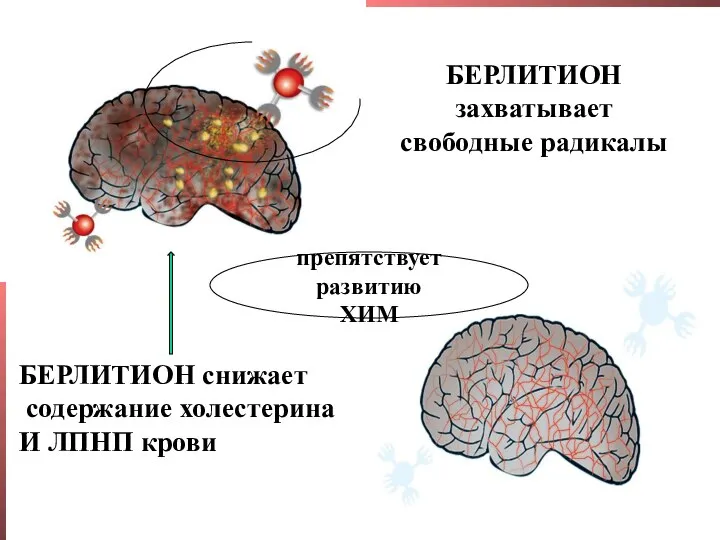 После БЕРЛИТИОН захватывает свободные радикалы БЕРЛИТИОН снижает содержание холестерина И ЛПНП крови препятствует развитию ХИМ