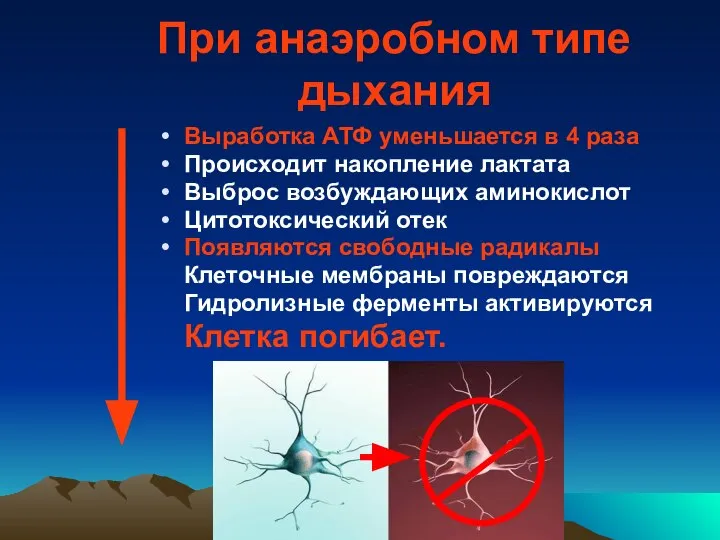 При анаэробном типе дыхания Выработка АТФ уменьшается в 4 раза Происходит