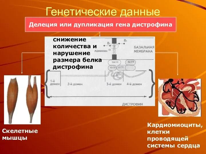 Генетические данные Делеция или дупликация гена дистрофина снижение количества и нарушение