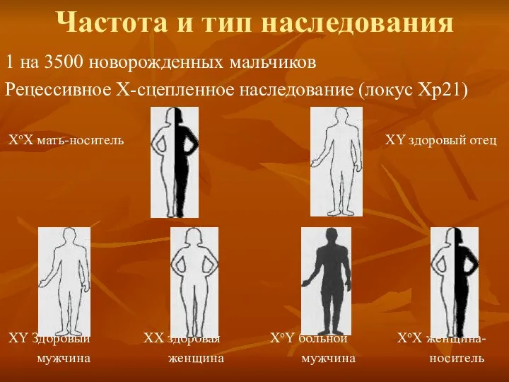 Частота и тип наследования 1 на 3500 новорожденных мальчиков Рецессивное Х-сцепленное