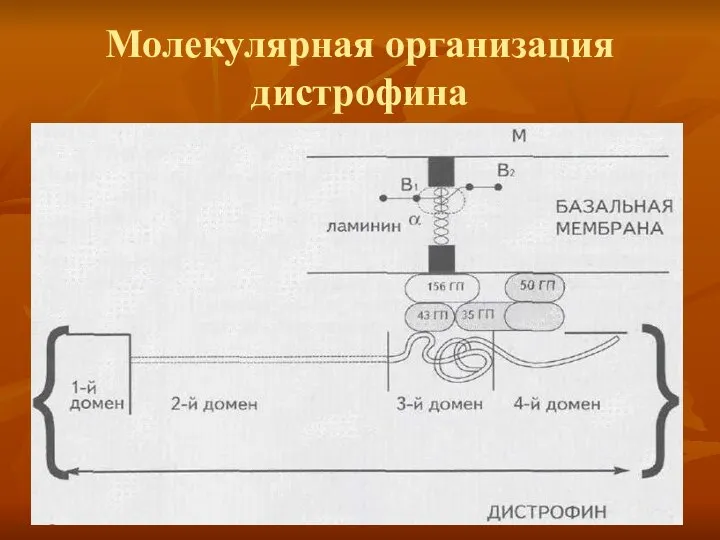 Молекулярная организация дистрофина