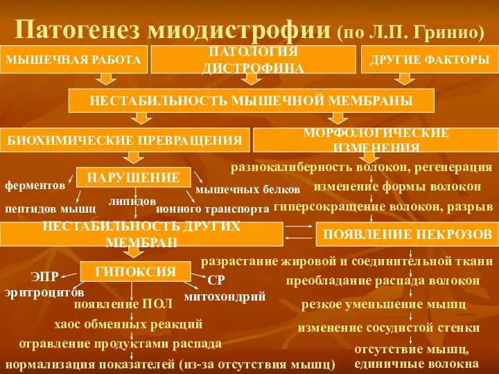 Патогенез миодистрофии (по Л.П. Гринио) МЫШЕЧНАЯ РАБОТА ПАТОЛОГИЯ ДИСТРОФИНА ДРУГИЕ ФАКТОРЫ