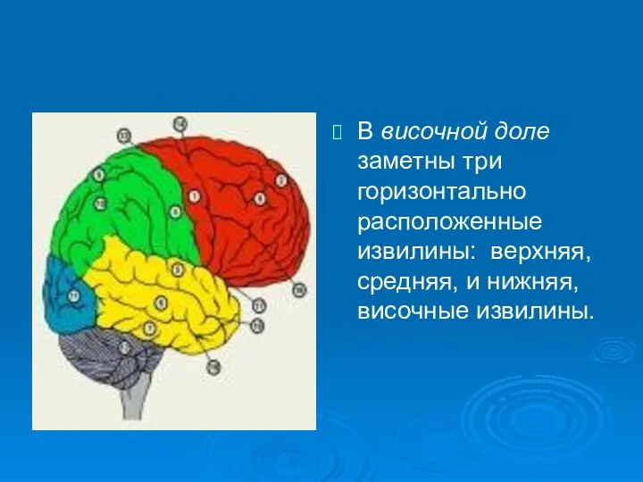 В височной доле заметны три горизонтально расположенные извилины: верхняя, средняя, и нижняя, височные извилины.