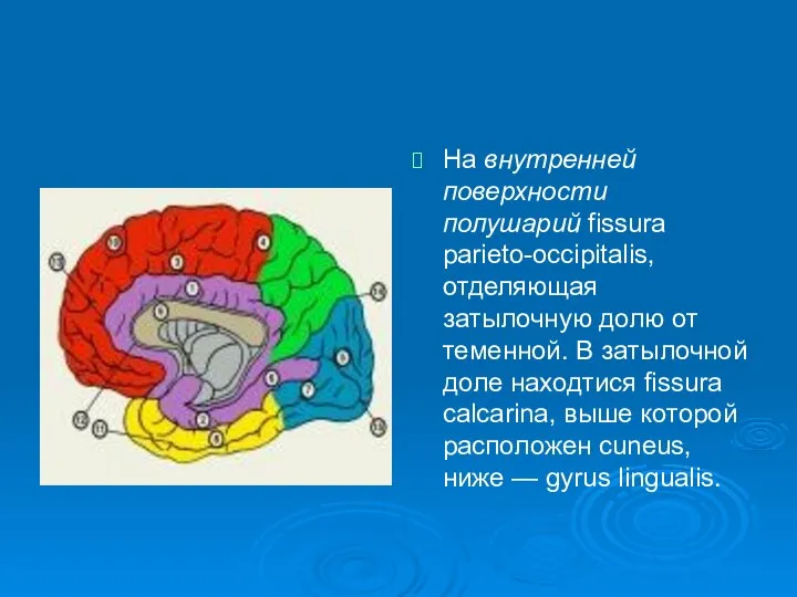 На внутренней поверхности полушарий fissura раrieto-occipitalis, отделяющая затылочную долю от теменной.