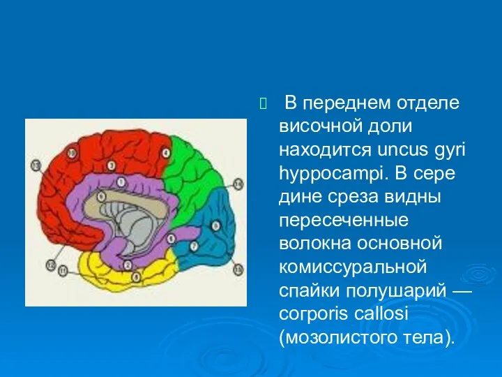 В переднем отделе височной доли находится uncus gyri hyppocampi. В сере­дине