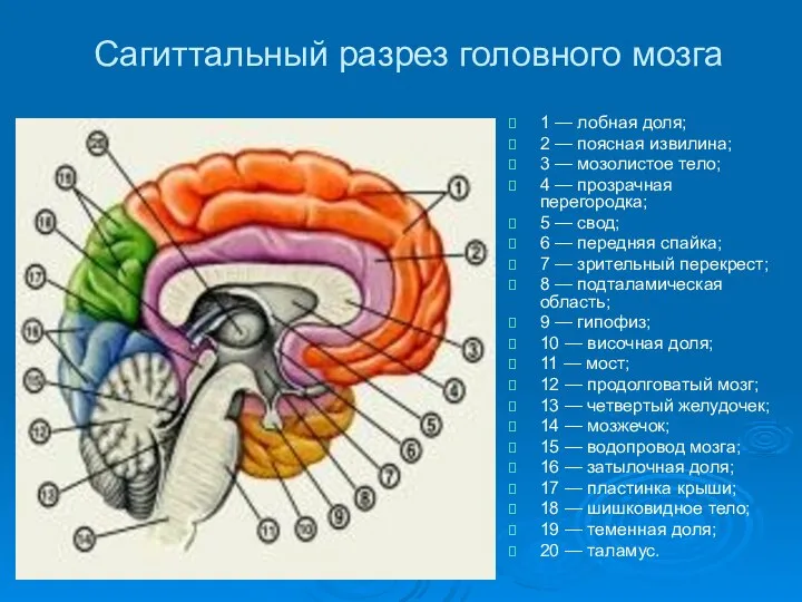 Сагиттальный разрез головного мозга 1 — лобная доля; 2 — поясная