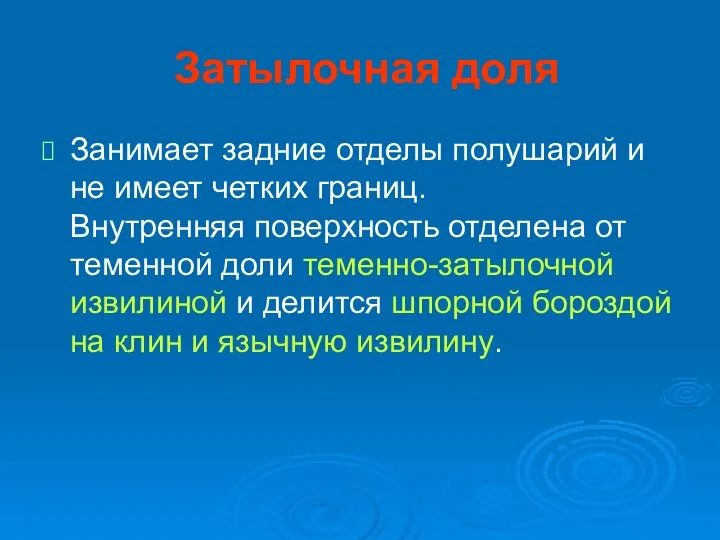 Затылочная доля Занимает задние отделы полушарий и не имеет четких границ.