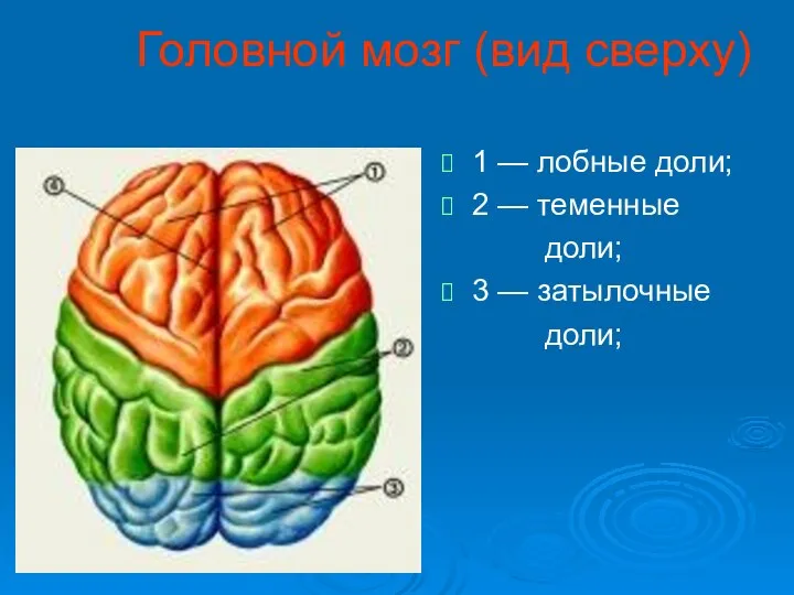 Головной мозг (вид сверху) 1 — лобные доли; 2 — теменные доли; 3 — затылочные доли;