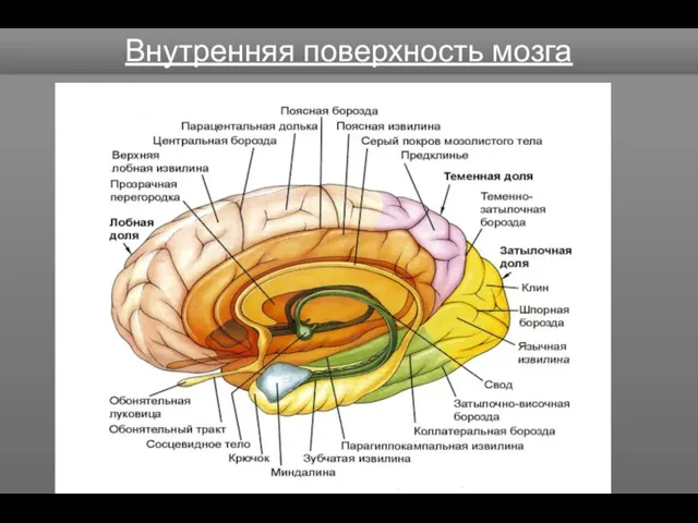 Внутренняя поверхность мозга