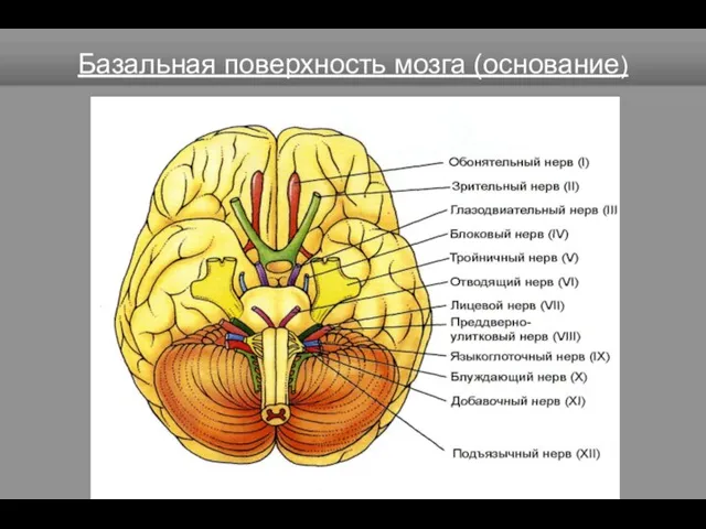 Базальная поверхность мозга (основание)