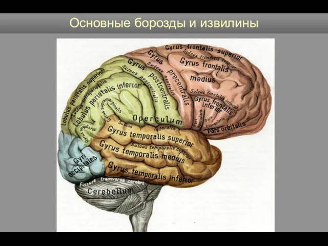 Основные борозды и извилины