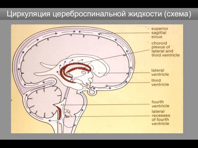 Циркуляция цереброспинальной жидкости (схема)