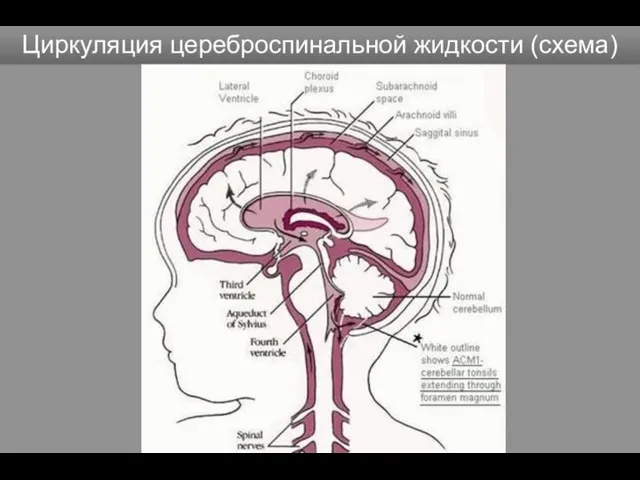 Циркуляция цереброспинальной жидкости (схема)