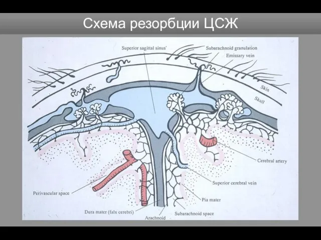 Схема резорбции ЦСЖ