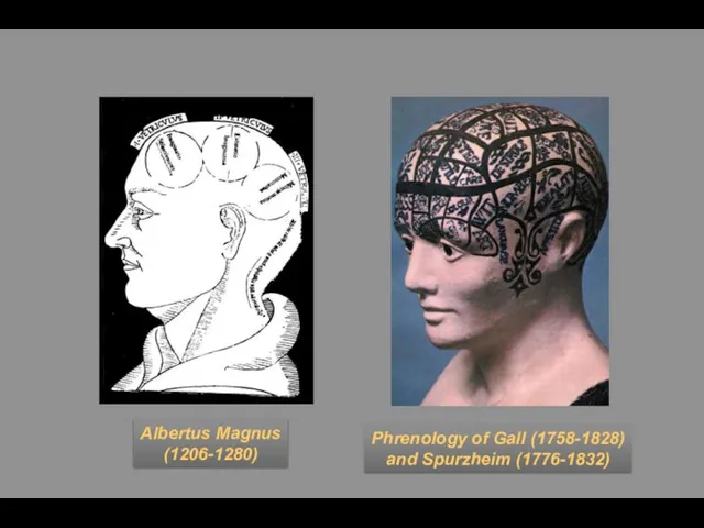 Albertus Magnus (1206-1280) Phrenology of Gall (1758-1828) and Spurzheim (1776-1832)