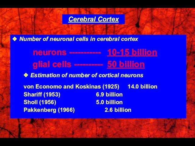 ❖ Number of neuronal cells in cerebral cortex neurons ----------- 10-15