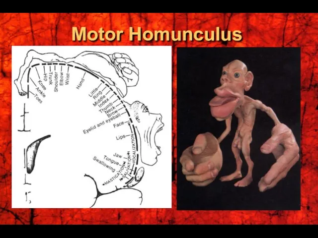 Motor Homunculus