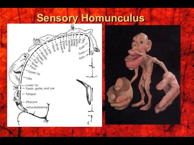 Sensory Homunculus