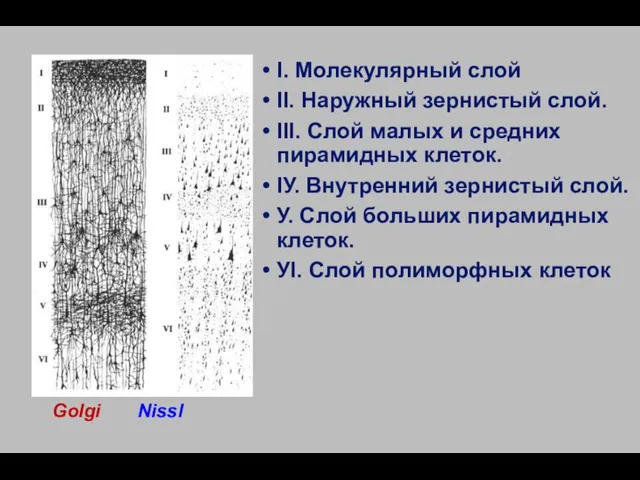 Golgi Nissl I. Молекулярный слой II. Наружный зернистый слой. III. Слой