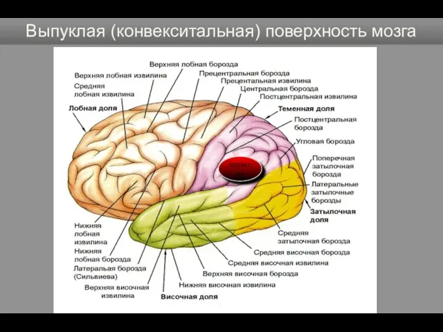 Выпуклая (конвекситальная) поверхность мозга апраксия