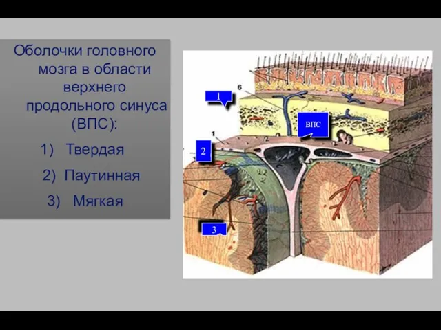 Оболочки головного мозга в области верхнего продольного синуса (ВПС): Твердая 2)