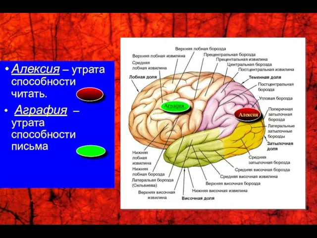 Алексия – утрата способности читать. Аграфия – утрата способности письма Аграфия Алексия