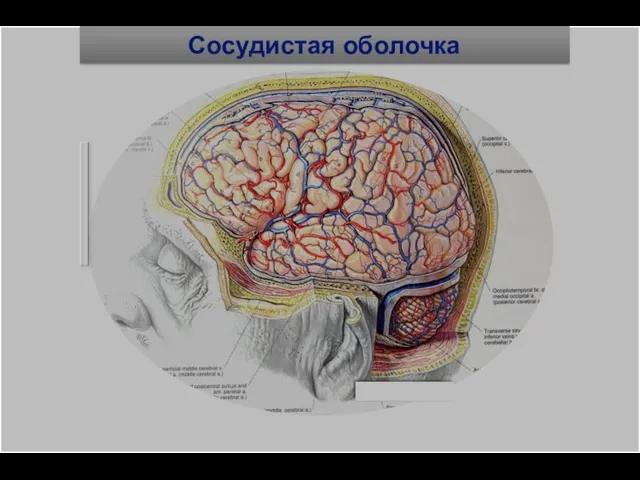 Сосудистая оболочка