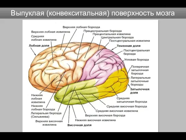 Выпуклая (конвекситальная) поверхность мозга