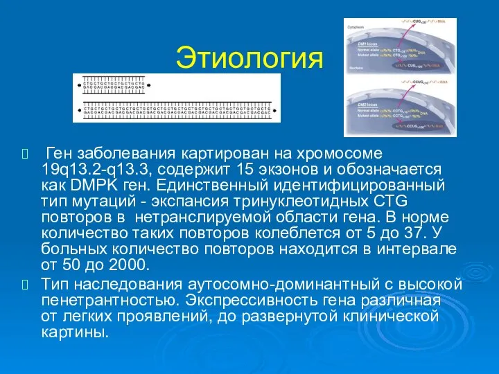 Этиология Ген заболевания картирован на хромосоме 19q13.2-q13.3, содержит 15 экзонов и