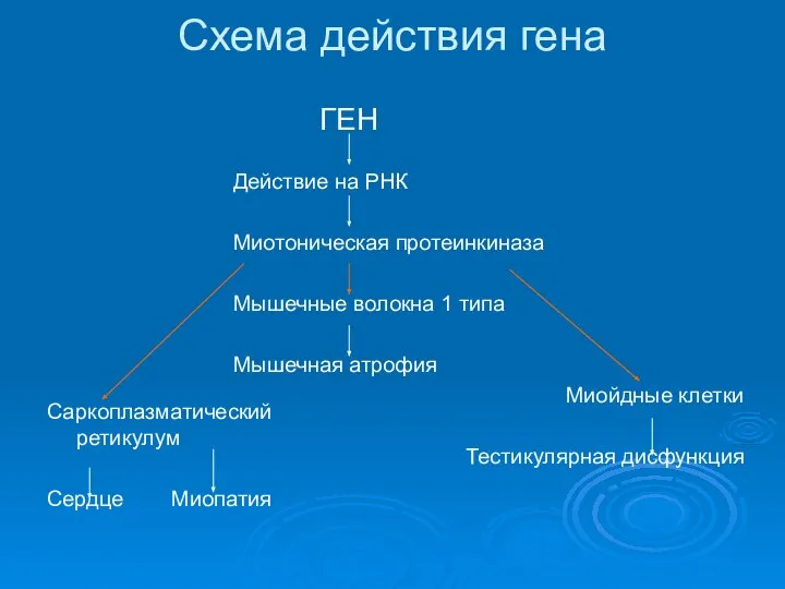 ПАТОГЕНЕЗ Схема действия гена ГЕН Саркоплазматический ретикулум Сердце Миопатия Действие на