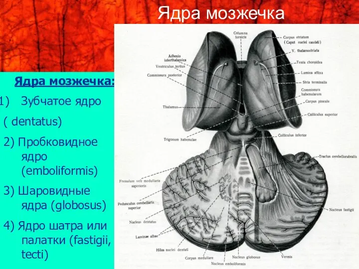 Ядра мозжечка: Зубчатое ядро ( dentatus) 2) Пробковидное ядро (emboliformis) 3)