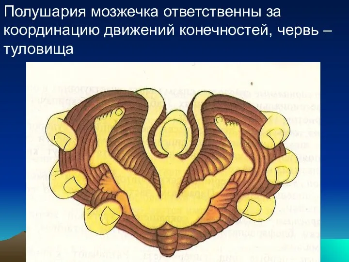 Полушария мозжечка ответственны за координацию движений конечностей, червь – туловища