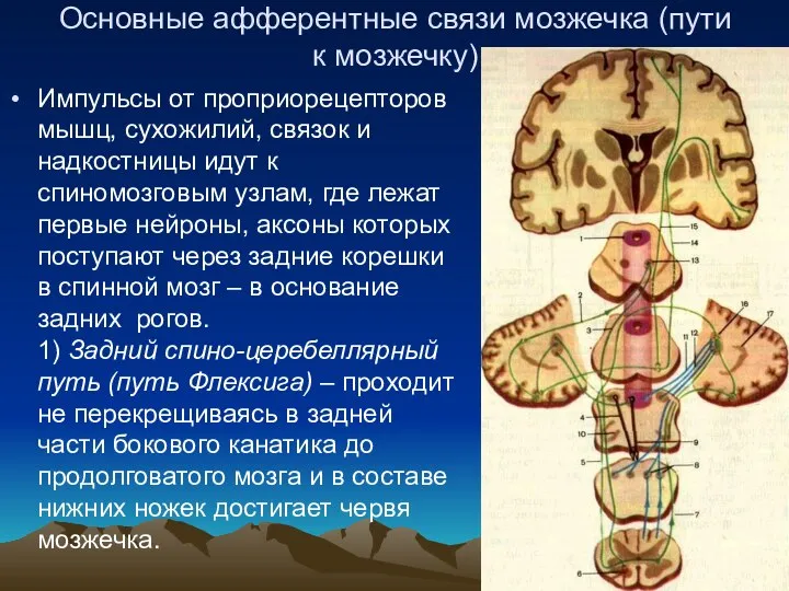 Основные афферентные связи мозжечка (пути к мозжечку) Импульсы от проприорецепторов мышц,