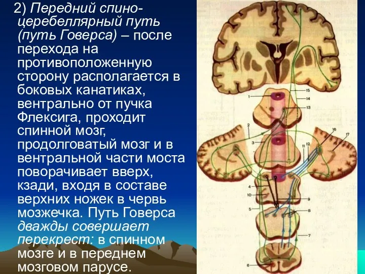 2) Передний спино-церебеллярный путь (путь Говерса) – после перехода на противоположенную