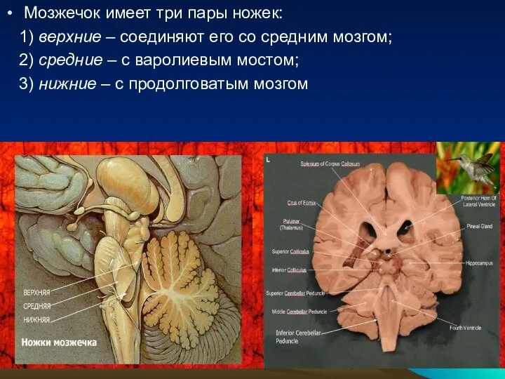 Мозжечок имеет три пары ножек: 1) верхние – соединяют его со