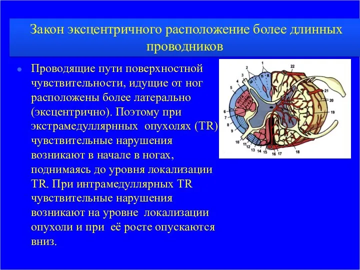 Закон эксцентричного расположение более длинных проводников Проводящие пути поверхностной чувствительности, идущие