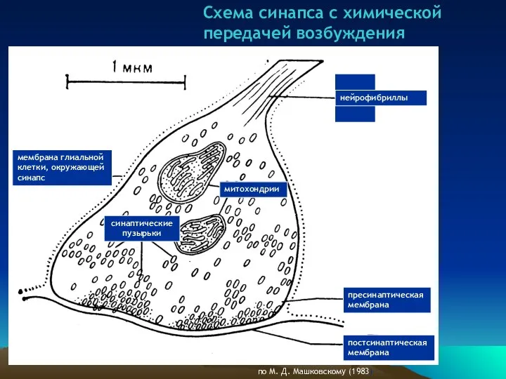 Схема синапса с химической передачей возбуждения по М. Д. Машковскому (1983)