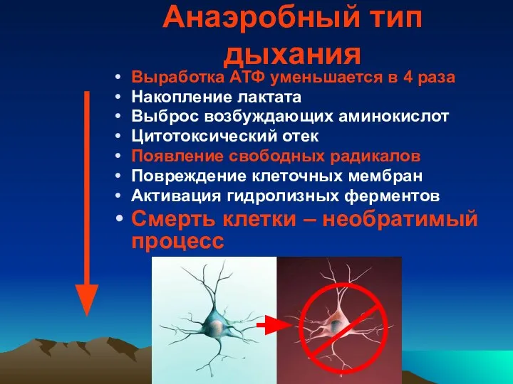 Анаэробный тип дыхания Выработка АТФ уменьшается в 4 раза Накопление лактата