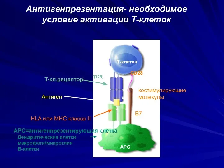 T-клетка APC CD28 TCR X APC=антигенпрезентирующая клетка Дендритические клетки макрофаги/микроглия B-клетки