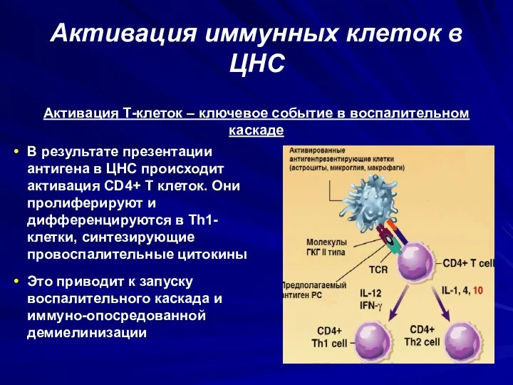 Активация иммунных клеток в ЦНС В результате презентации антигена в ЦНС