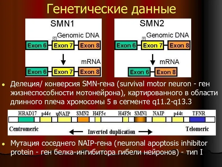 Генетические данные Делеция/ конверсия SMN-гена (survival motor neuron - ген жизнеспособности