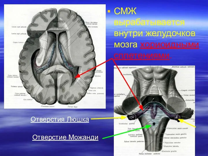 СМЖ вырабатывается внутри желудочков мозга хориоидными сплетениями. Отверстия Люшка Отверстие Можанди