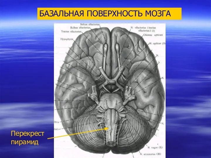 БАЗАЛЬНАЯ ПОВЕРХНОСТЬ МОЗГА Перекрест пирамид