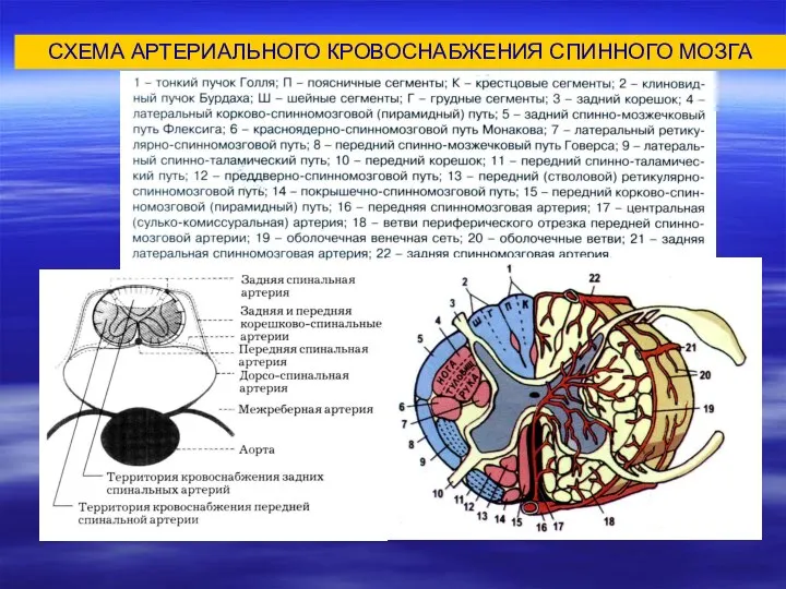 СХЕМА АРТЕРИАЛЬНОГО КРОВОСНАБЖЕНИЯ СПИННОГО МОЗГА