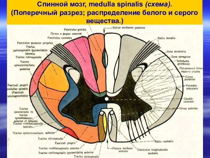Спинной мозг, medulla spinalis (схема). (Поперечный разрез; распределение белого и серого вещества.)