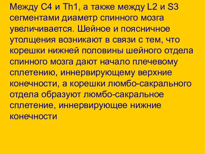 Между С4 и Тh1, а также между L2 и S3 сегментами