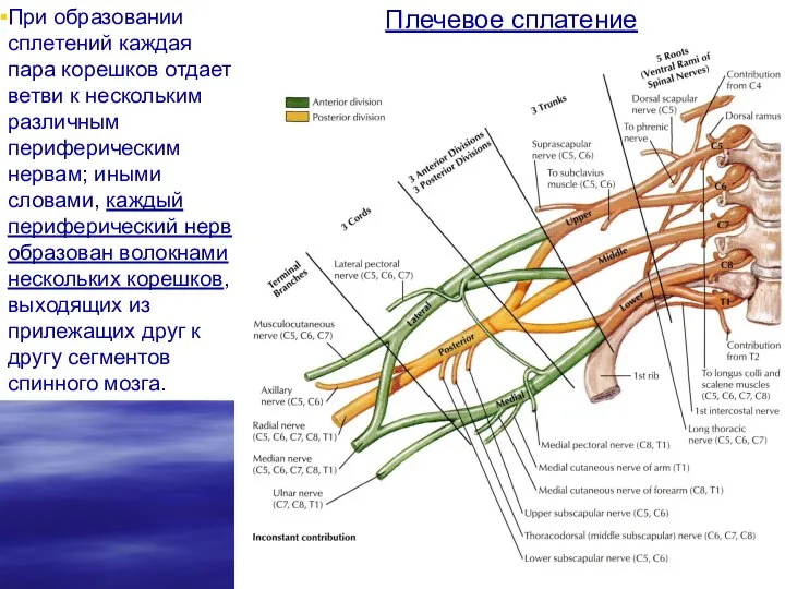 При образовании сплетений каждая пара корешков отдает ветви к нескольким различным