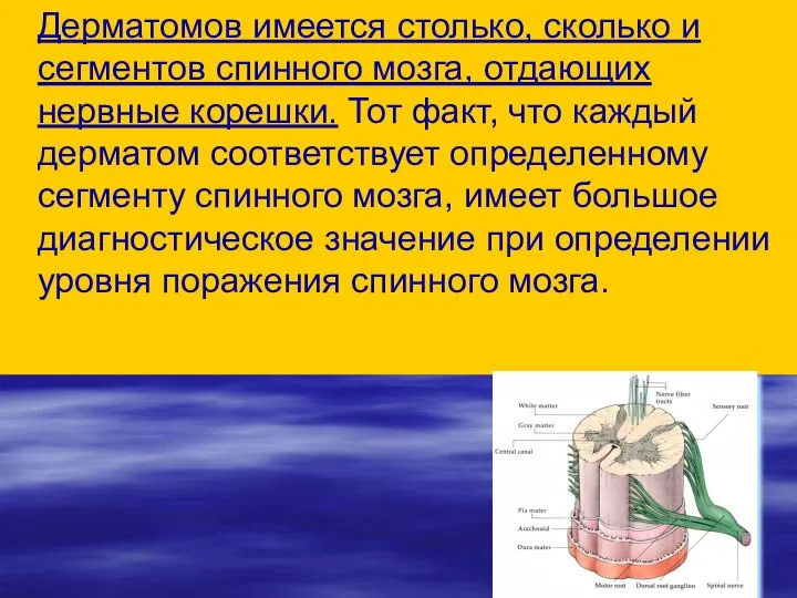 Дерматомов имеется столько, сколько и сегментов спинного мозга, отдающих нервные корешки.